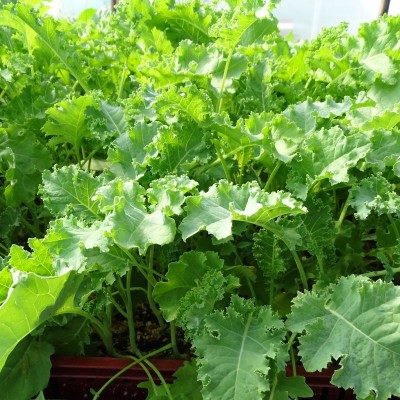 Chou Kale vert / lot de 10 mottes