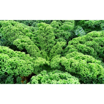 Chou Kale vert / lot de 10 mottes
