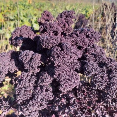 Chou Kale rouge / lot de 10 mottes