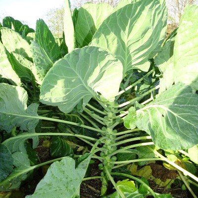 Chou de Bruxelles / lot de 10 mottes