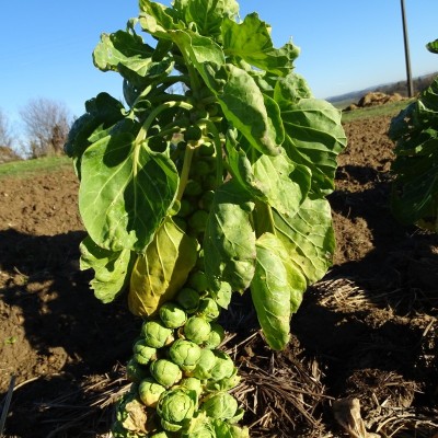 Chou de Bruxelles / lot de 10 mottes