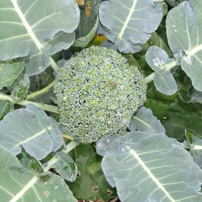 Chou Brocoli / lot de 10 mottes