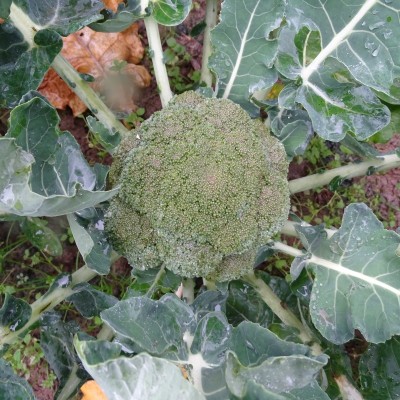 Chou Brocoli / lot de 10 mottes