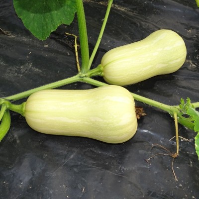 Courge Butternut Musquée