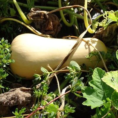 Courge Butternut Musquée