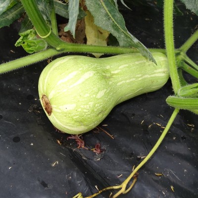 Courge Butternut Musquée