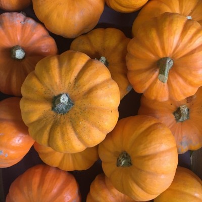 Courge potiron Jack be Little