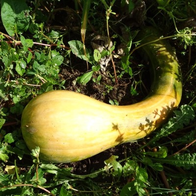 Courge Longue de Nice