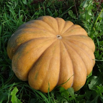 Courge Musquée de Provence