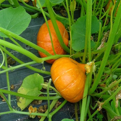 Courge Potimarron