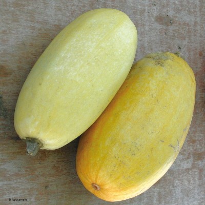 Courge Spaghetti Végétale