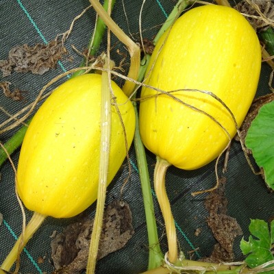 Courge Spaghetti Végétale