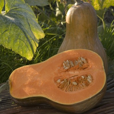 Courge Sucrine du Berry