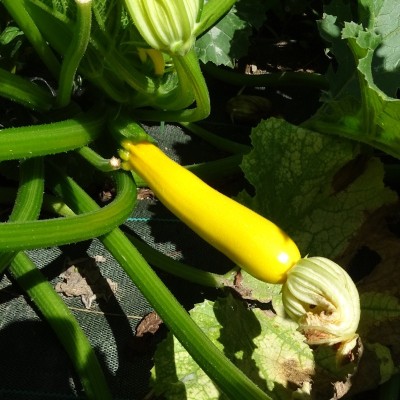 Courgette Jaune de population