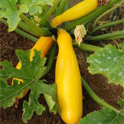 Courgette Jaune de population