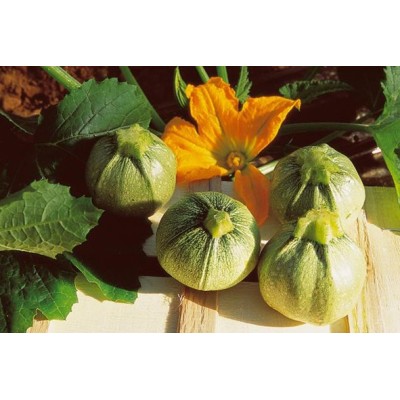 Courgette Ronde de Nice