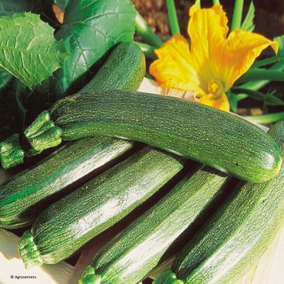 Courgette verte Black Beauty