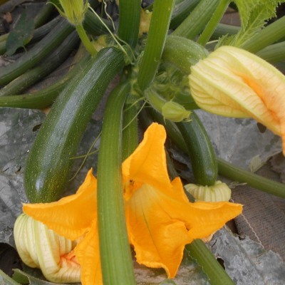 Courgette verte Zuboda