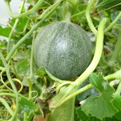 Melon Petit Gris de Rennes