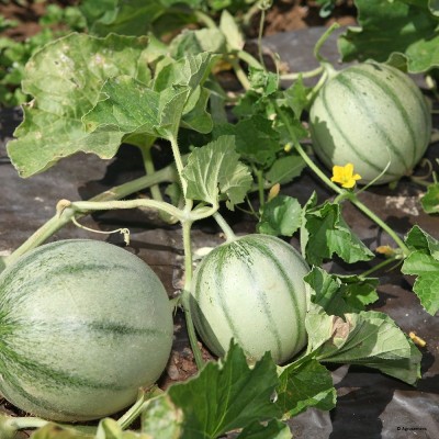 Melon Charentais Précoce du Roc