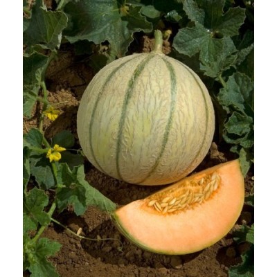 Melon Charentais Précoce du Roc