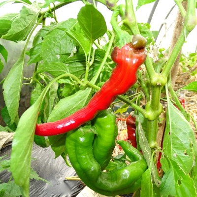Piment Doux des Landes