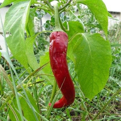 Piment de Cayenne
