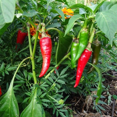Piment de Cayenne