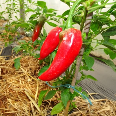 Piment Basque (Gorria)