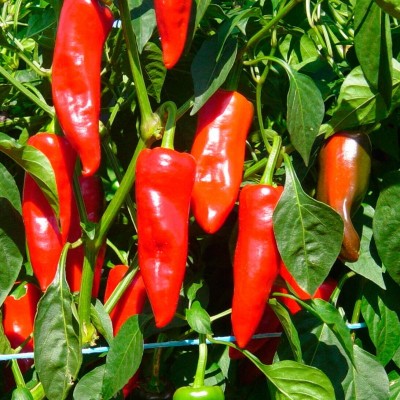 Piment Basque (Gorria)