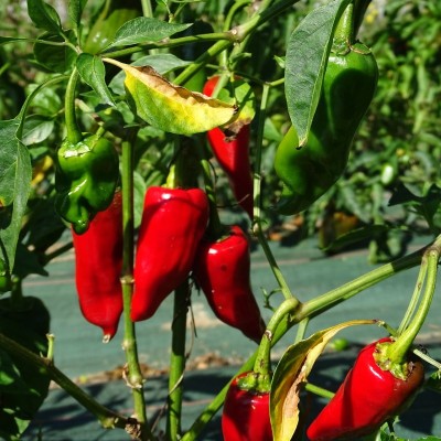 Piment Basque (Gorria)
