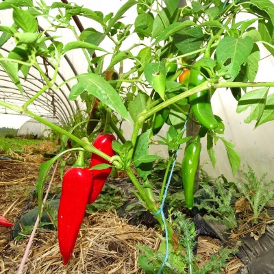 Piment Végétarien