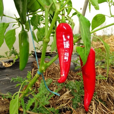 Piment Végétarien