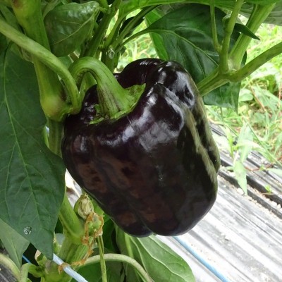 Poivron Marron Choco