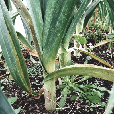 Poireau d'automne / lot de 10 mottes (≃ 25plants)