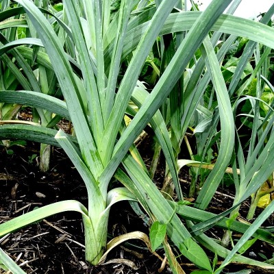 Poireau d'automne / lot de 10 mottes (≃ 25plants)