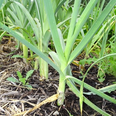 Poireau d'été / lot de 10 mottes (≃ 25plants)