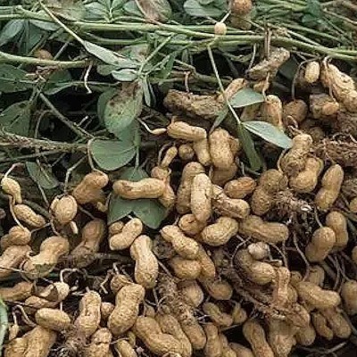 Cacahuète