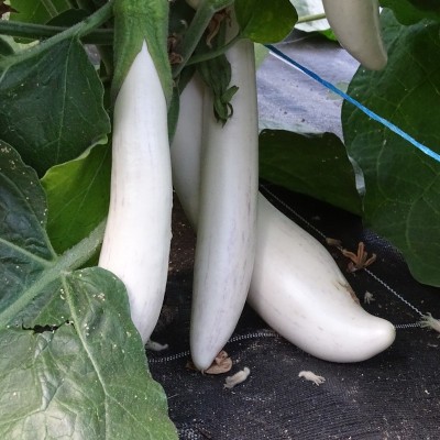 Aubergine Longue Blanche