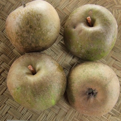 Pommier Court Pendu Gris du Limousin