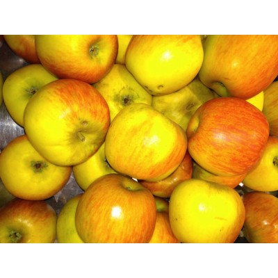Pommier Reine des Reinettes