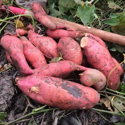 Patate douce Beauregard