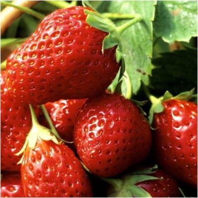 Fraisier remontant Mara des Bois