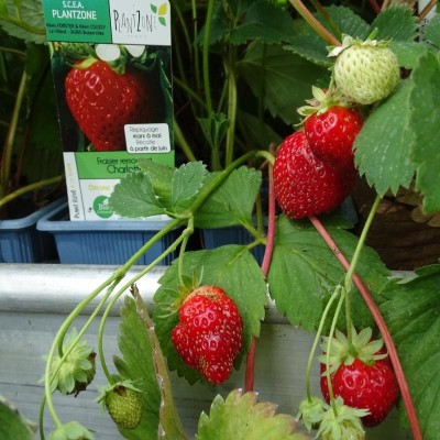 Fraisier remontant Cirafine