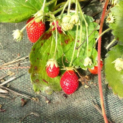Fraisier remontant Cirafine