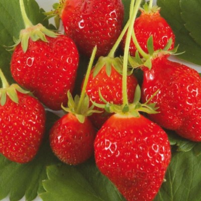 Fraisier remontant Cirafine
