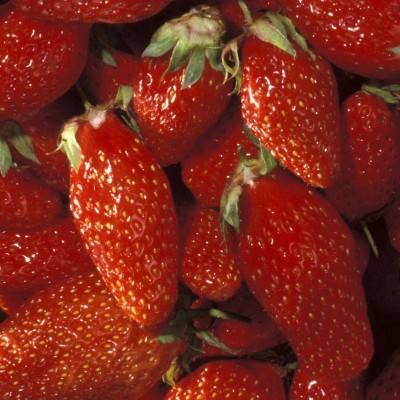 Fraisier de printemps Gariguette