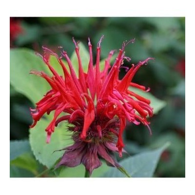 Monarde Didyma