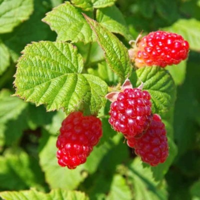 Framboisier September