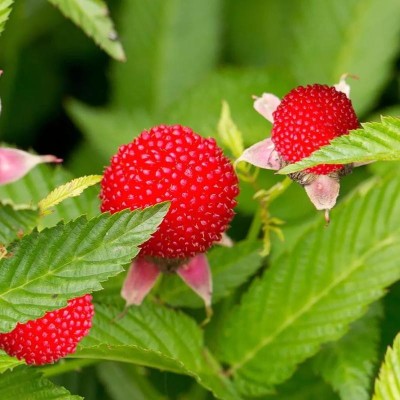 Framboise-Fraise